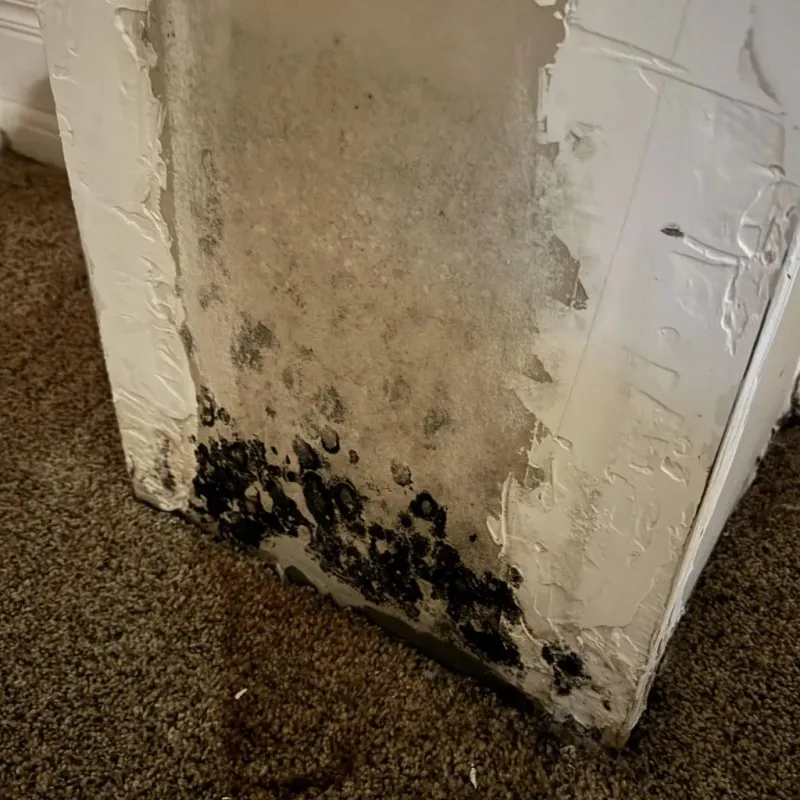 Professional Mold Removal in Dayton, OH